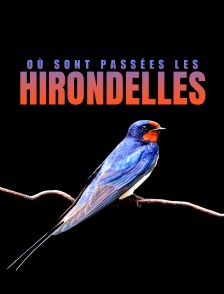 Où sont passées les hirondelles ?