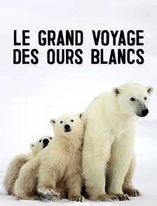 Le grand voyage des ours blancs