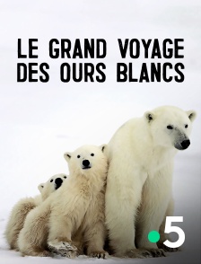 Le grand voyage des ours blancs