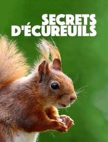 Secrets d'écureuils