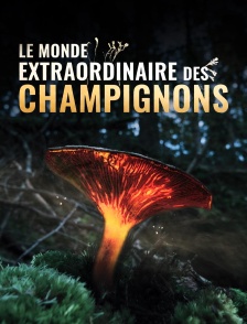 Le monde extraordinaire des champignons