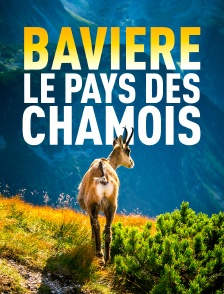 Bavière, le pays des chamois