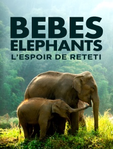 Bébés éléphants, l'espoir de Reteti