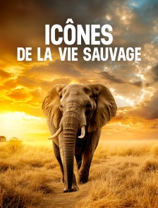 Icônes de la vie sauvage