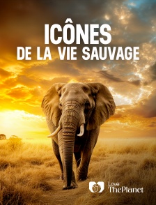 Love the Planet - Icônes de la vie sauvage