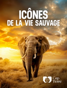 Cap Terre - Icônes de la vie sauvage