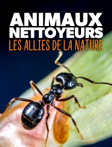 Animaux nettoyeurs, les alliés de la nature