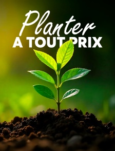 Planter à tout prix : Des arbres pour sauver la planète ?