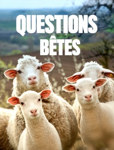 Questions bêtes !