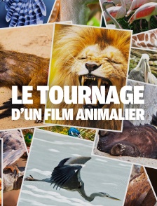 Le tournage d'un film animalier