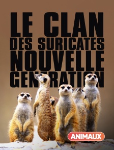 Animaux - Le clan des suricates, nouvelle génération