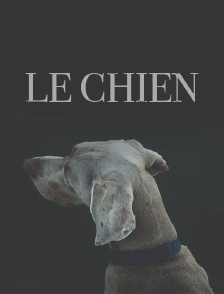 Le chien