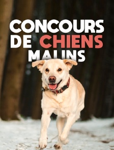 Concours de chiens malins