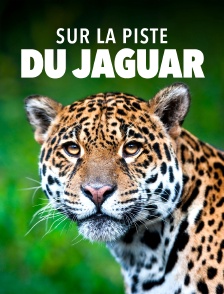 Sur la piste du jaguar au Guyana