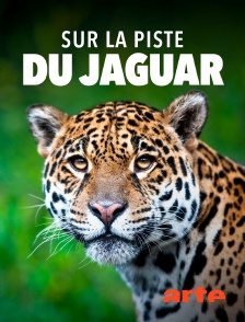 Arte - Sur la piste du jaguar au Guyana