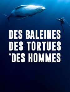 Des baleines, des tortues et des hommes