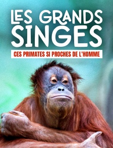 Les grands singes : ces primates si proches de l'Homme