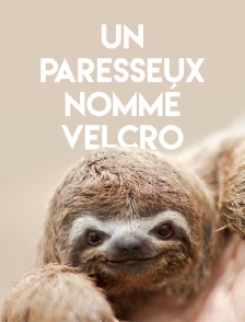 Un paresseux nommé Velcro