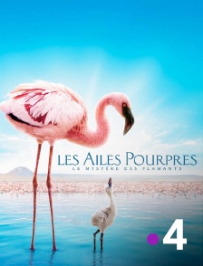 Les ailes pourpres : le mystère des flamants