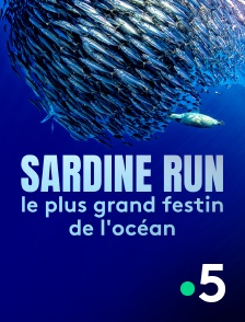 Sardine Run, le plus grand festin de l'océan