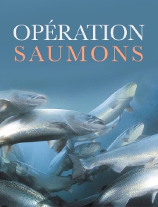 Opération saumons