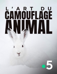 France 5 - L'art du camouflage animal