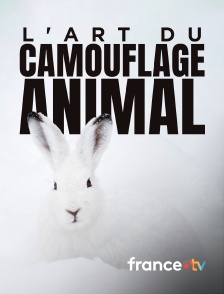 france.tv - L'art du camouflage animal