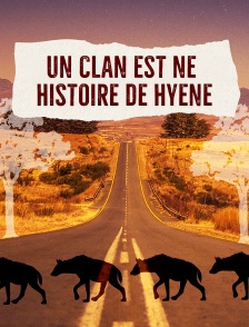 Un clan est né : Histoire de hyène