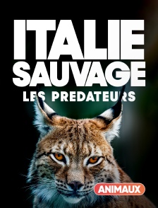Animaux - Italie sauvage : les prédateurs