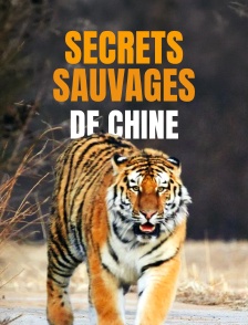 Secrets sauvages de Chine