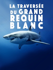 La traversée du grand requin blanc
