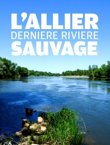 L'Allier, dernière rivière sauvage