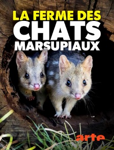 La ferme des chats marsupiaux : un refuge en Tasmanie
