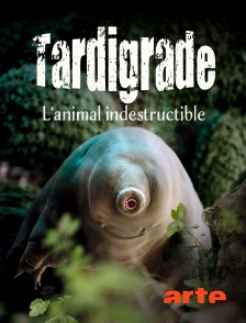 Arte - Tardigrade, l'animal indestructible