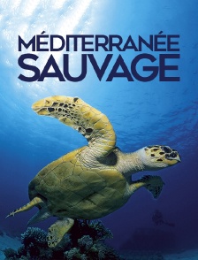 Méditerranée sauvage