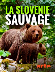 Arte - La Slovénie sauvage