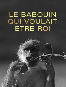 Le babouin qui voulait être roi