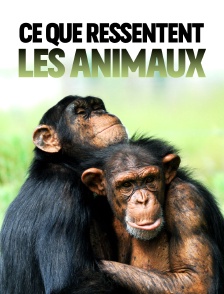 Ce que ressentent les animaux