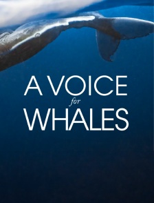 A voice for whales