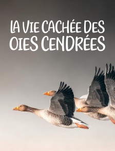 La vie cachée des oies cendrées