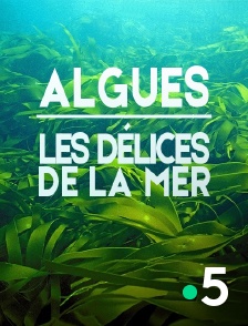 Algues : les Délices de la Mer