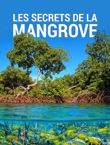 Les secrets de la mangrove