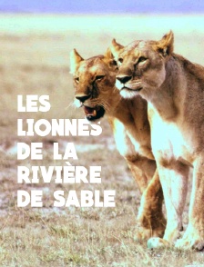 La loi des lionnes