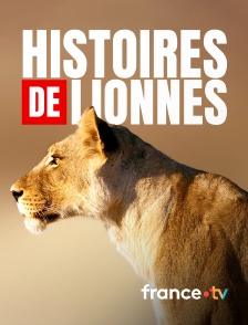 france.tv - Histoires de lionnes