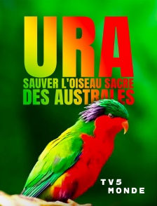 TV5MONDE - Ura, sauver l'oiseau sacré des australes