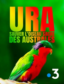 France 3 - Ura, sauver l'oiseau sacré des australes