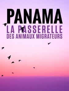 Panama, la passerelle des animaux migrateurs