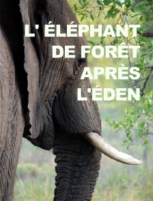 L' éléphant de forêt après l'éden