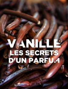 Vanille, les secrets d'un parfum