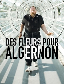 Des fleurs pour Algernon